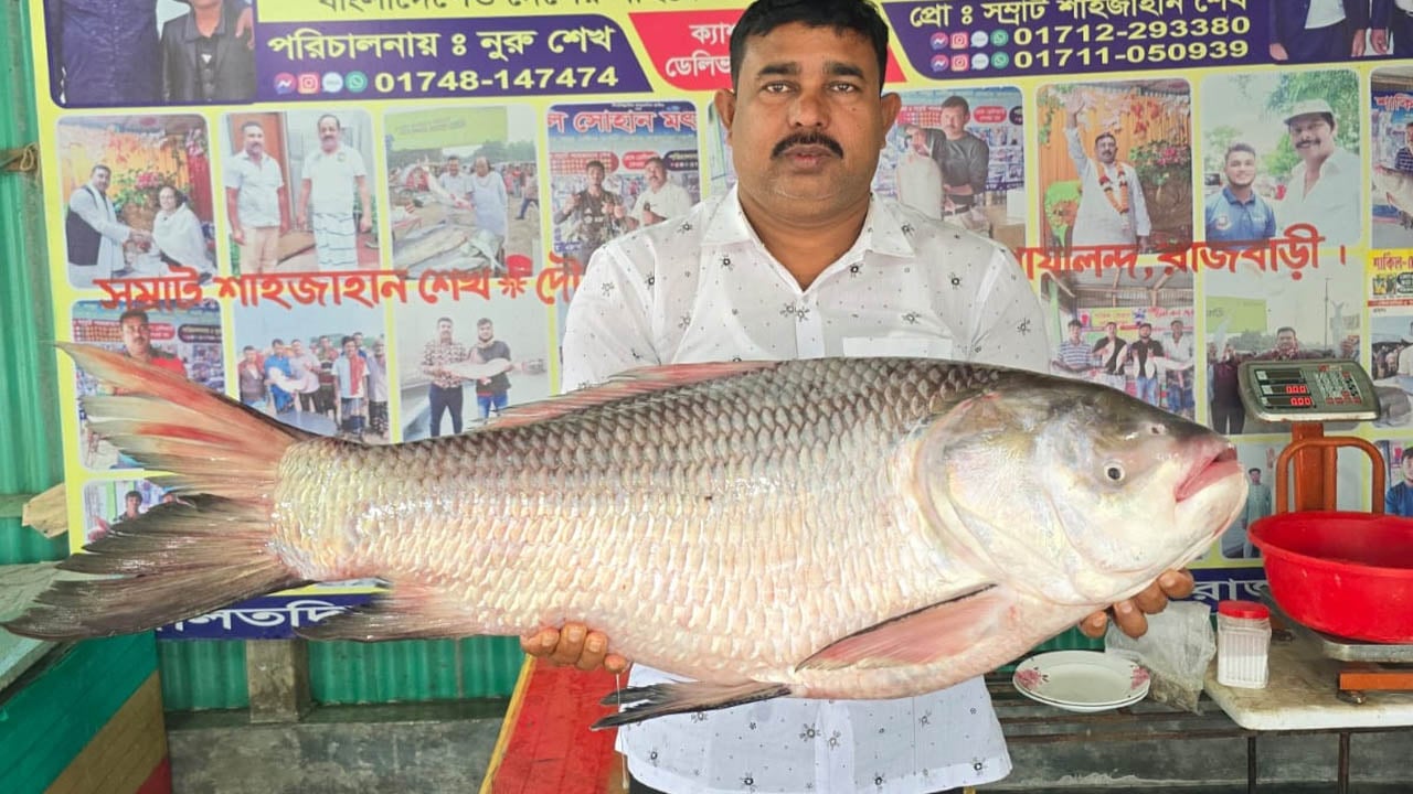 পদ্মায় ধরা পড়ল ২২ কেজি কাতল, ভিডিও কলে অর্ধলক্ষ টাকায় বিক্রি

