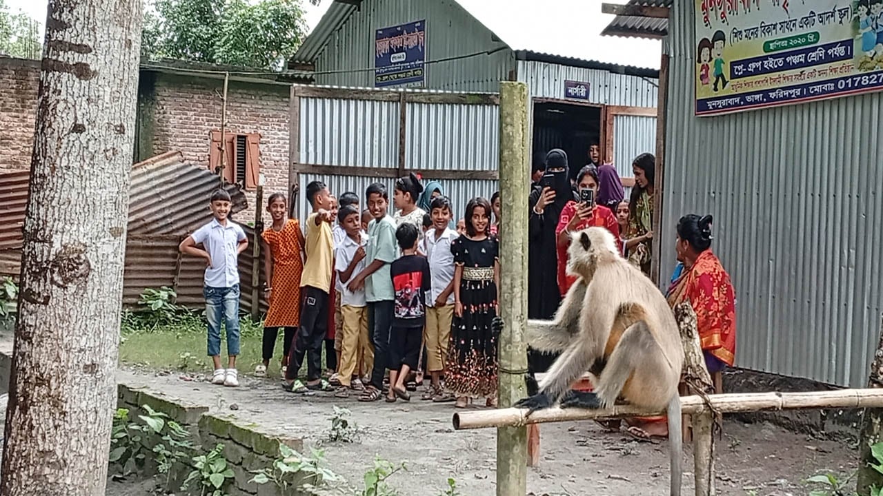 ভাঙ্গায় খাবার সংগ্রহে লোকালয়ে হনুমান

