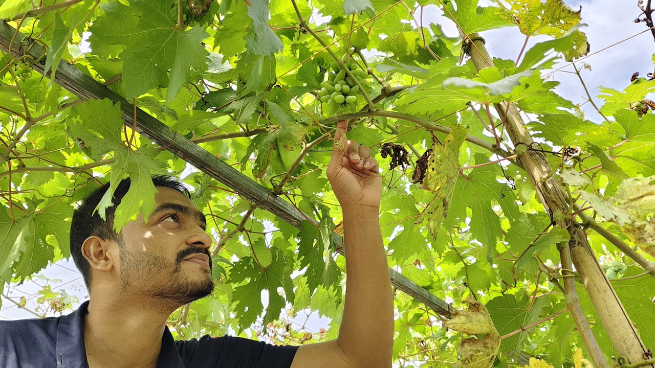 তিতাসে শখের আঙুর চাষে সম্ভাবনার নতুন দিগন্ত