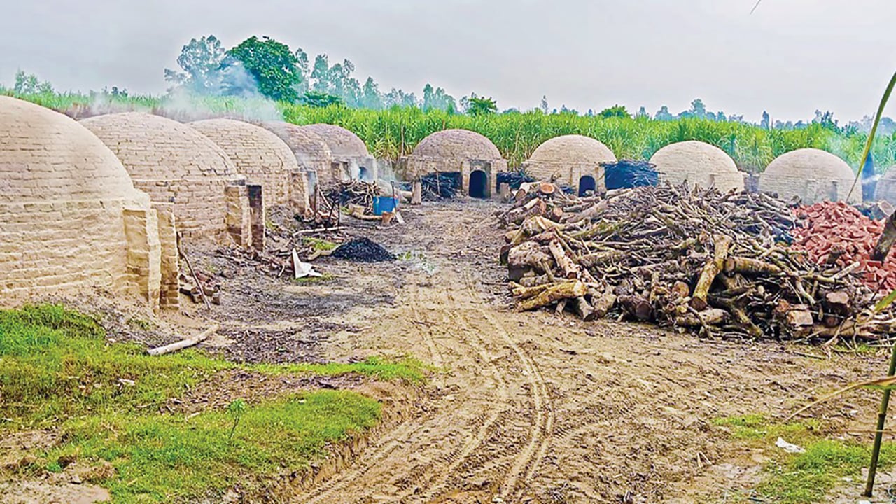 সাঘাটায় অবৈধ ৩০ কয়লা কারখানায় গাছ পোড়ানোর মহোৎসব