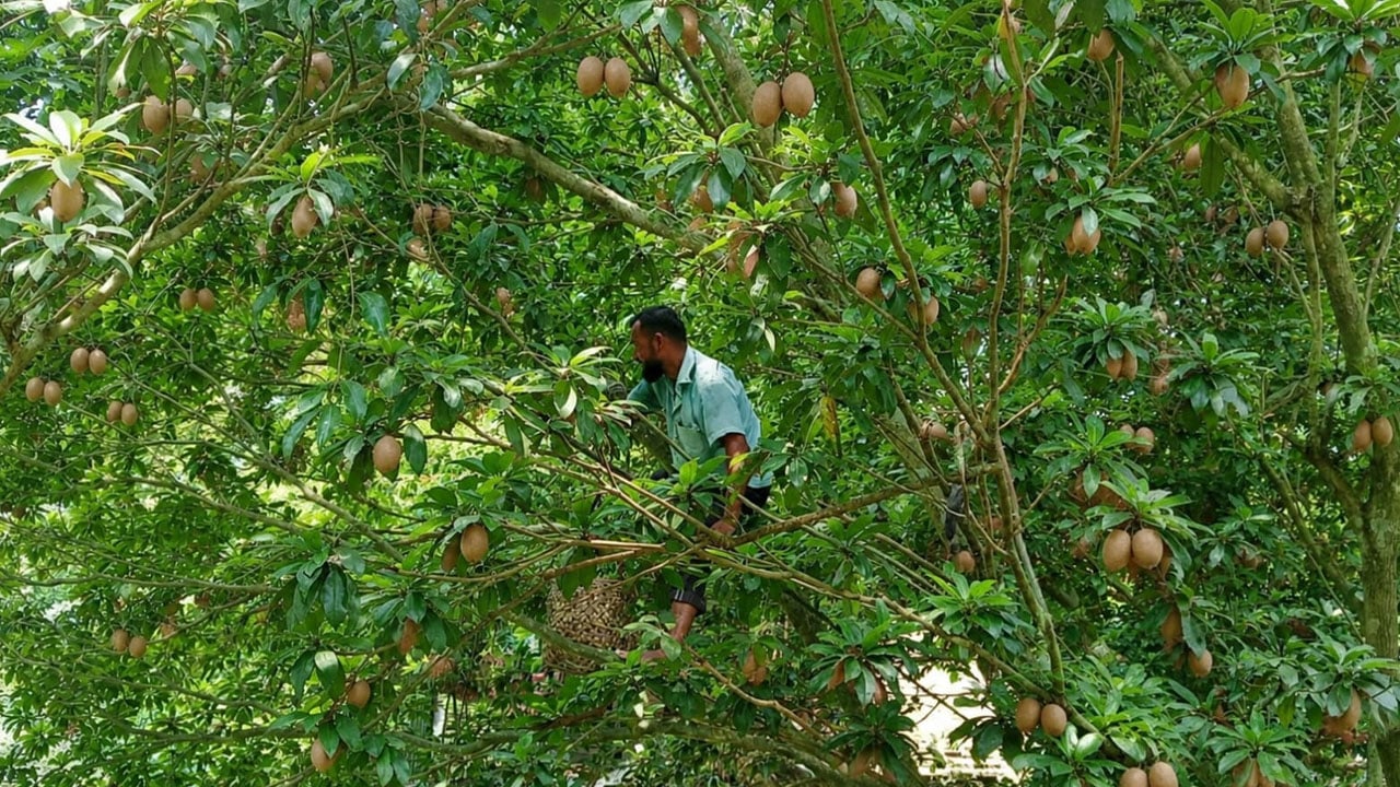 সদরপুরের ঐতিহ্যবাহী সবেদা এখন সম্ভাবনাময় বাণিজ্যিক ফসল