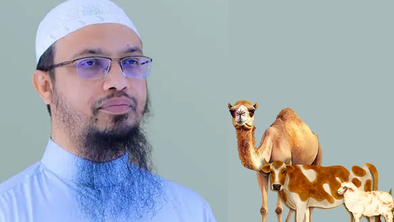 এক ভাগে একাধিক শরিক, কোরবানি কি বিশুদ্ধ হবে?