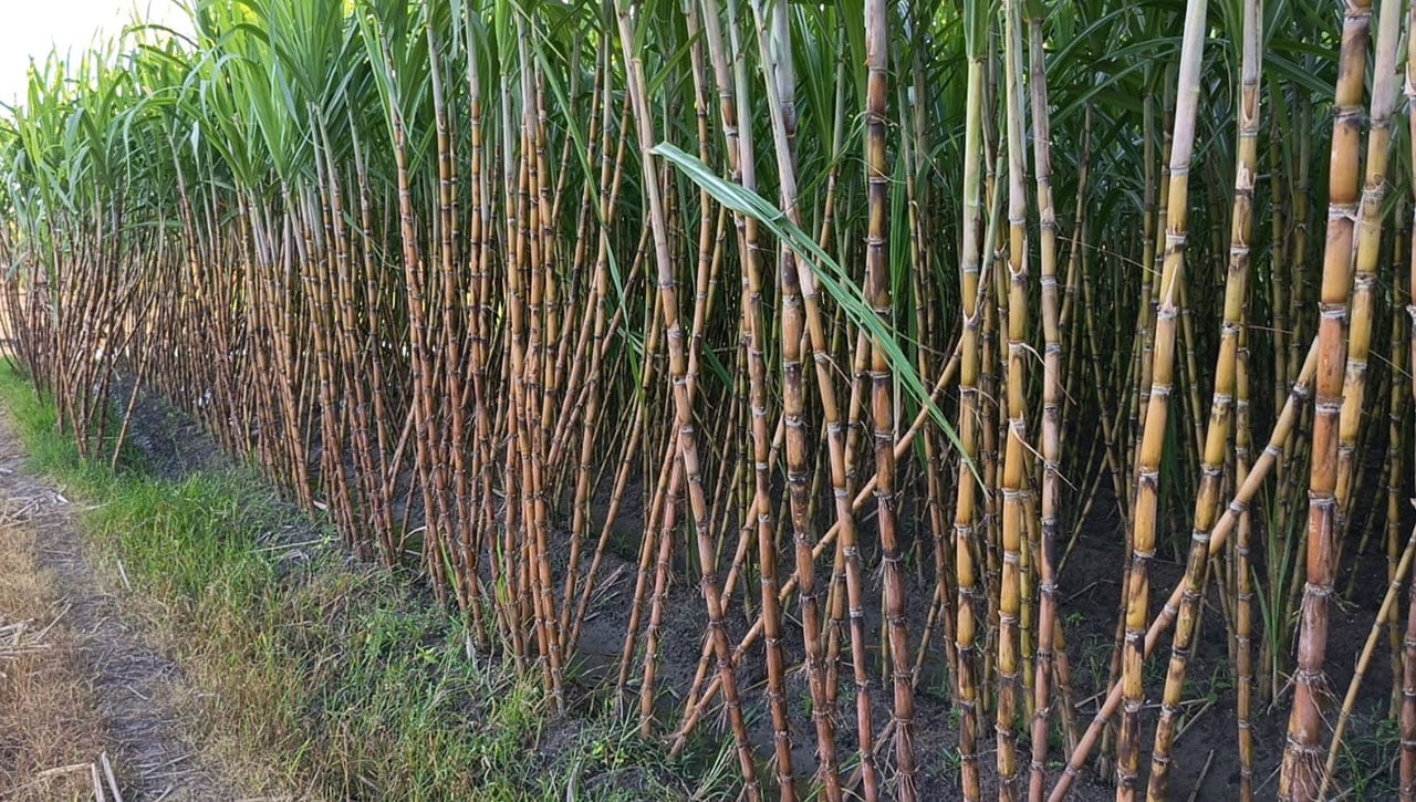 সরকারি সহযোগিতার অভাবে কমছে আখ চাষ, আগ্রহ হারাচ্ছে মুকসুদপুরে চাষিরা