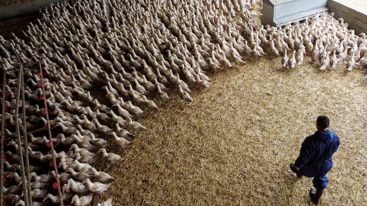 রূপ বদলাচ্ছে বার্ড ফ্লু, করোনার চেয়ে ভয়াবহ হওয়ার শঙ্কা