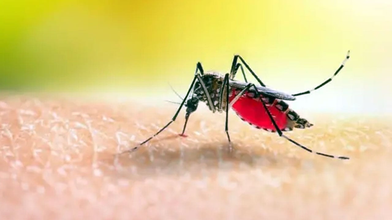 ডেঙ্গুতে একদিনে ৬ জনের মৃত্যু