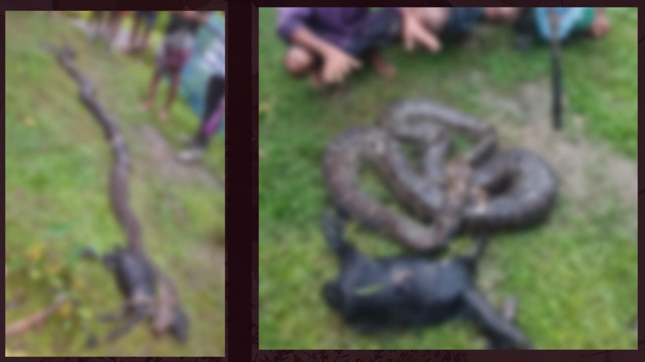 ছাগল খাওয়ায় অজগরকে পিটিয়ে মারল গ্রামবাসী