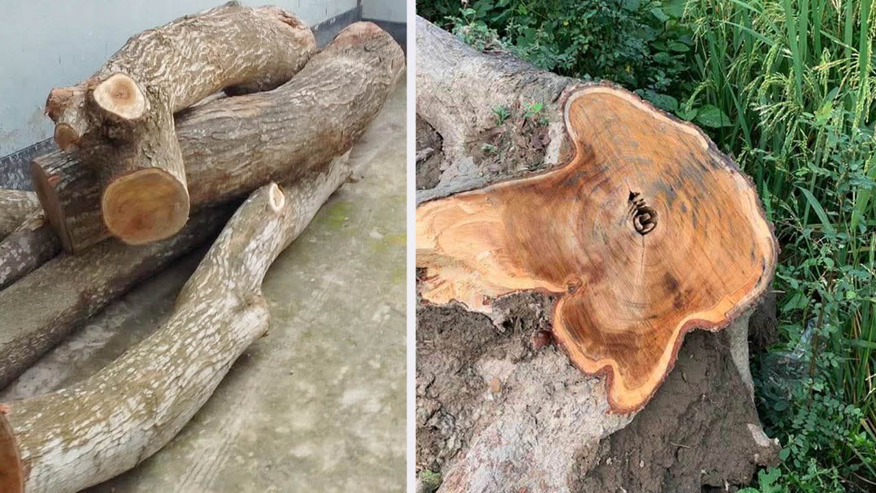 সড়কের সরকারি গাছ কাটার অভিযোগ যুবদল নেতার বিরুদ্ধে