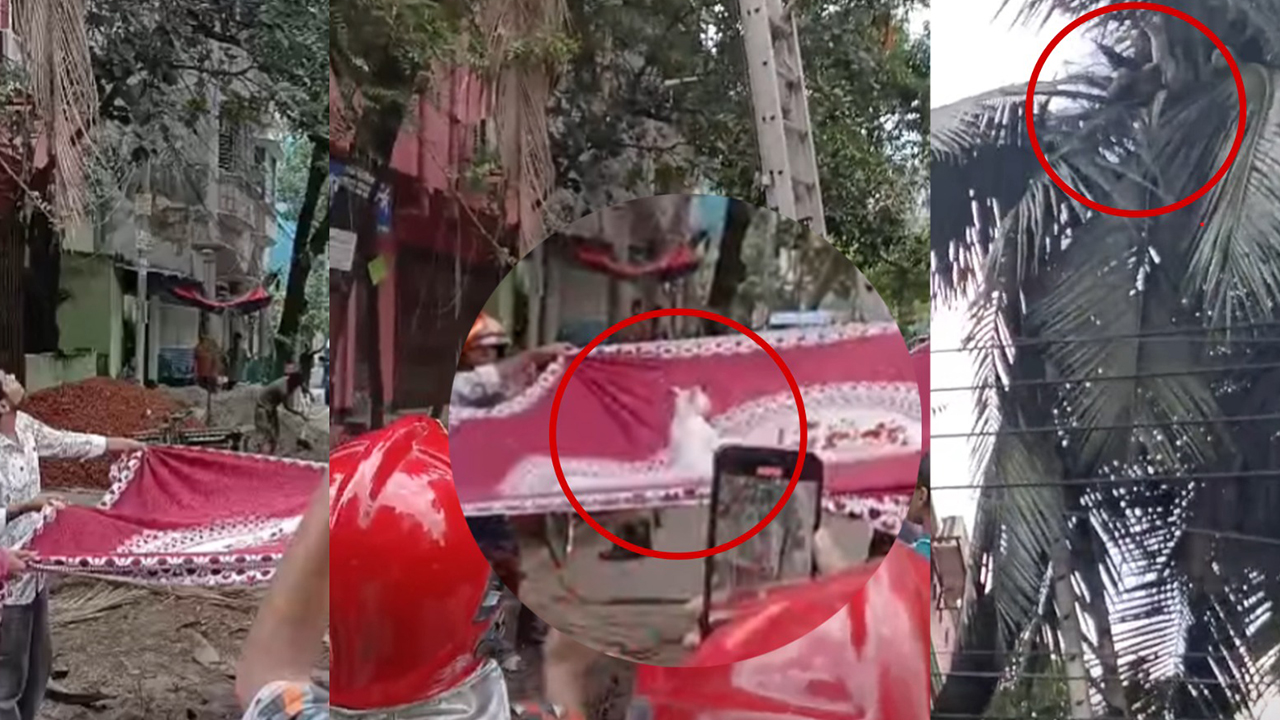 ৪৮ ঘণ্টা গাছে আটকে থাকা বিড়াল উদ্ধার করা হলো যেভাবে