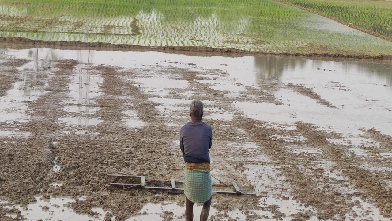 দরিদ্র কৃষক সিরাজ গরুর পরিবর্তে নিজেই টানছেন মই