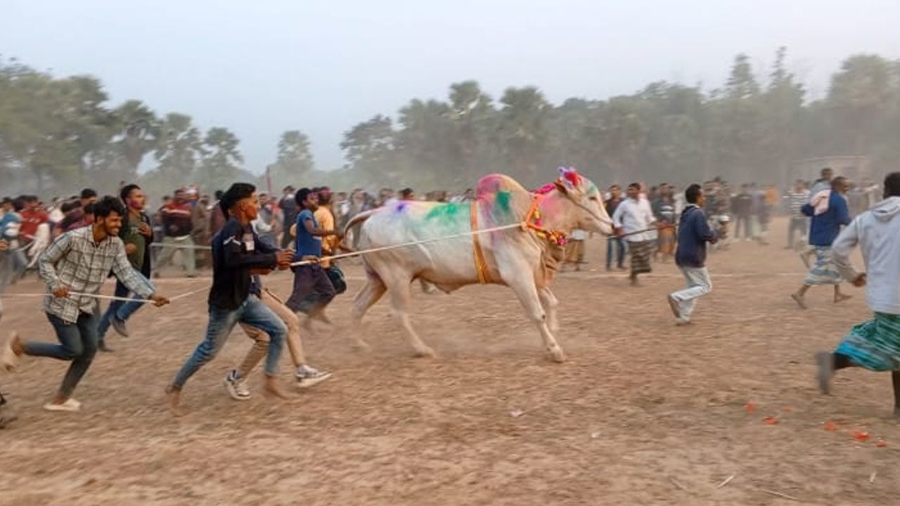 ফরিদপুরে ঐতিহ্যবাহী গরু দৌড় প্রতিযোগিতা অনুষ্ঠিত