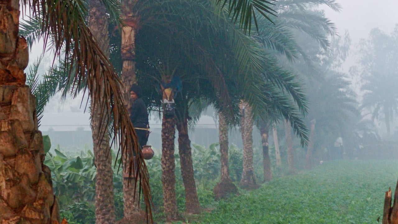 শীতের আগমনে বোচাগঞ্জে খেজুর রস ও খাঁটি গুড়ের নানা উৎসব