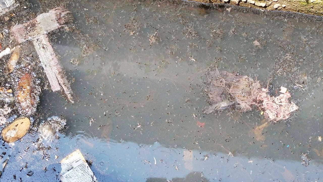 নওগাঁয় বাড়ছে ডেঙ্গু আক্রান্ত রোগী, উদ্যোগ নেই মশা নিধনের