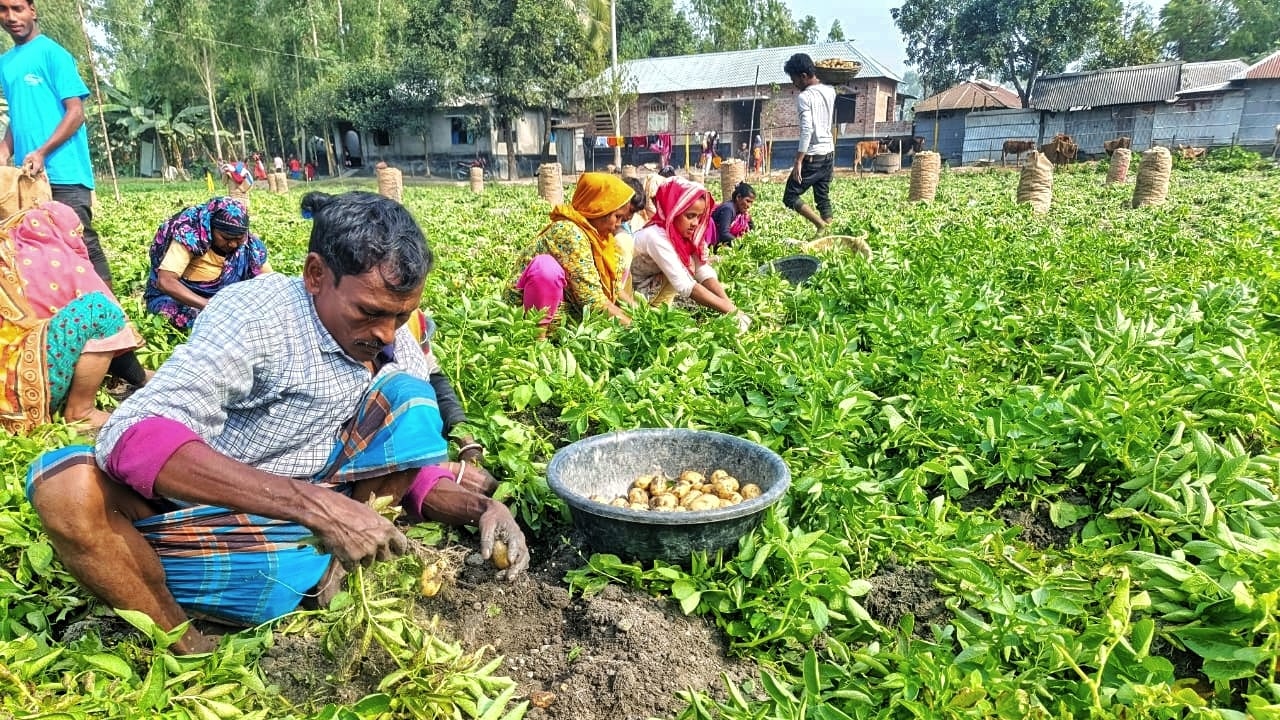 মাঠভরা আলু তবুও দুশ্চিন্তায় কৃষকরা