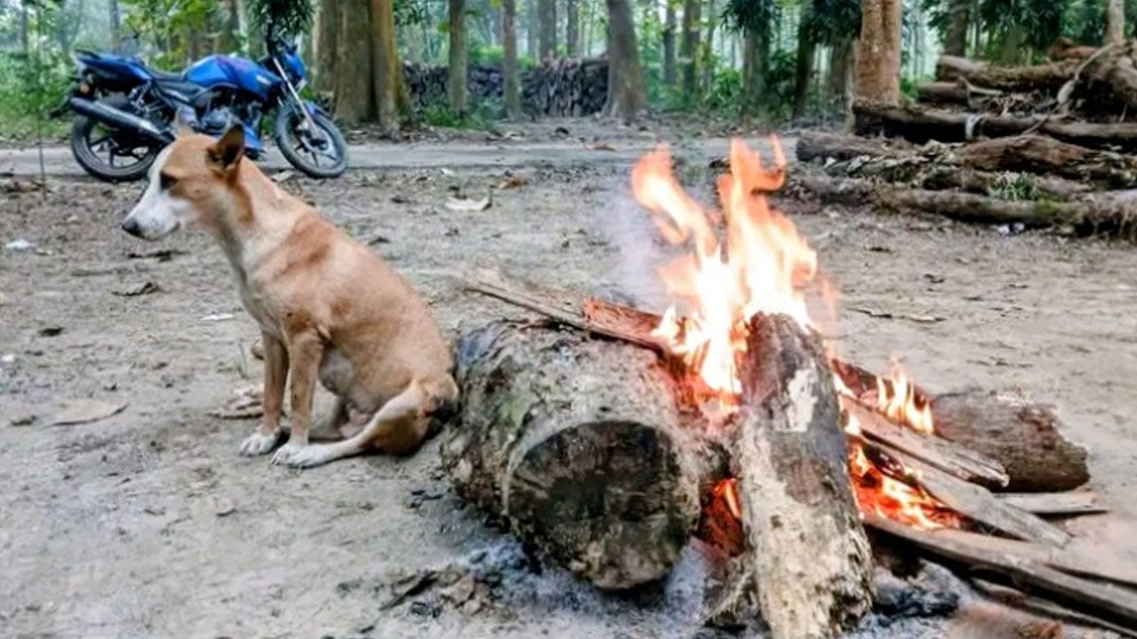 কনকনে শীতে কাঁপছে নবাবগঞ্জ, আগুন পোহাচ্ছে প্রাণীরা