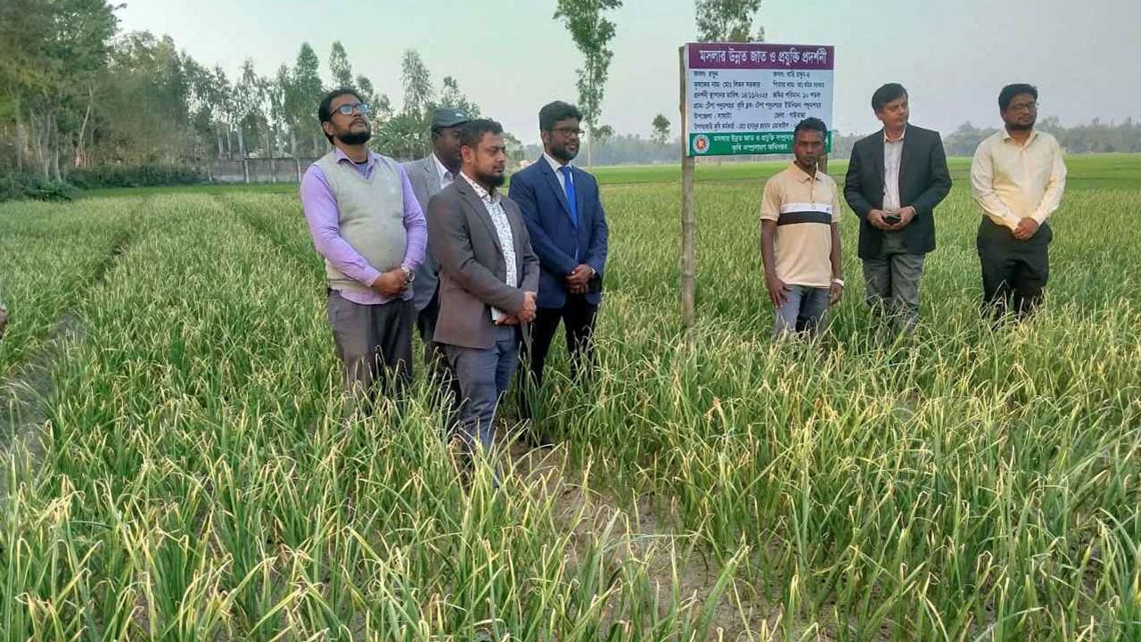 সাঘাটায় বারি রসুন-৪ চাষে আগ্রহ বেড়েছে কৃষকদের