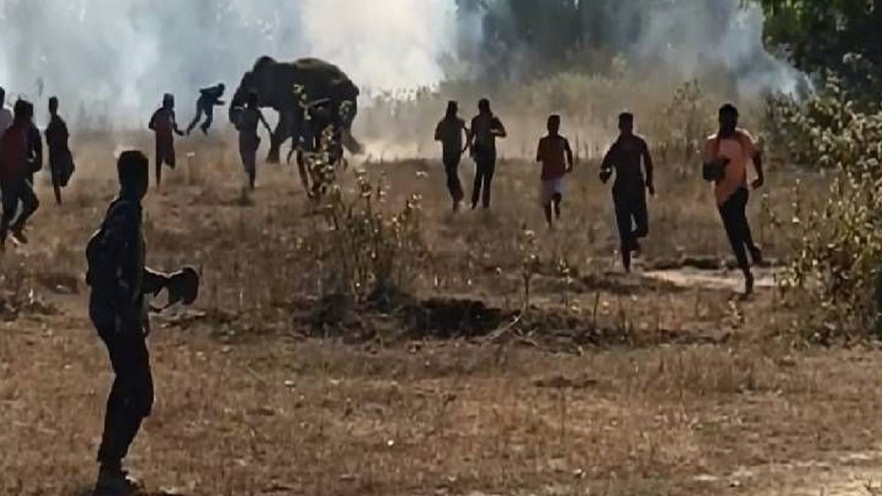 এক বন্য হাতির আক্রমণে ৯ দিনে ২০ জন নিহত