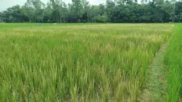 কৃষকের ধানক্ষেতে এ কেমন শত্রুতা!