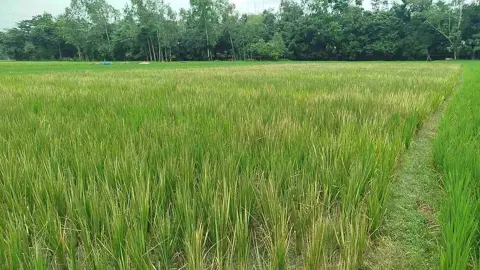 কৃষকের ধানক্ষেতে এ কেমন শত্রুতা!