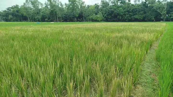 কৃষকের ধানক্ষেতে এ কেমন শত্রুতা!