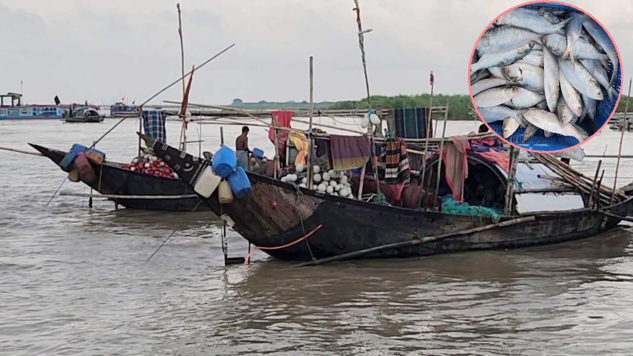 ইলিশ সংকটে ৩৬ হাজার জেলের জীবিকা হুমকির মুখে