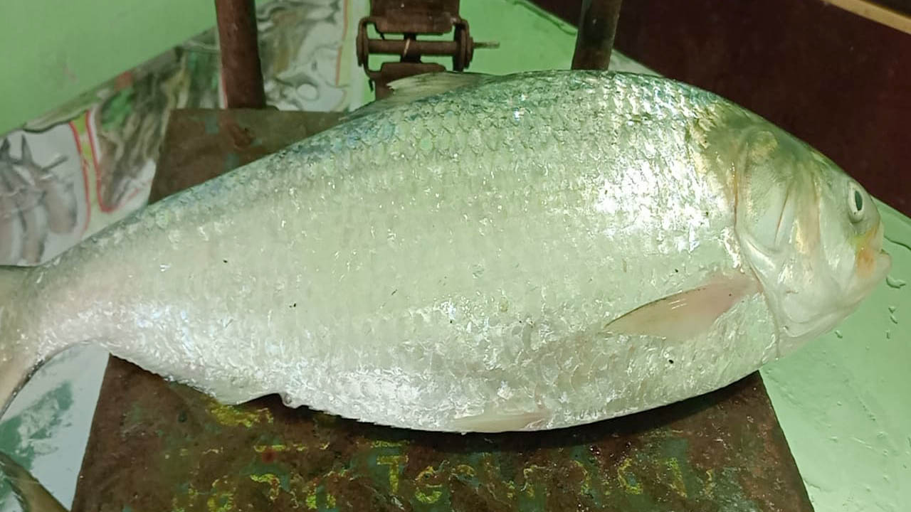 এক ইলিশের দাম ৮ হাজার ৭৫০ টাকা