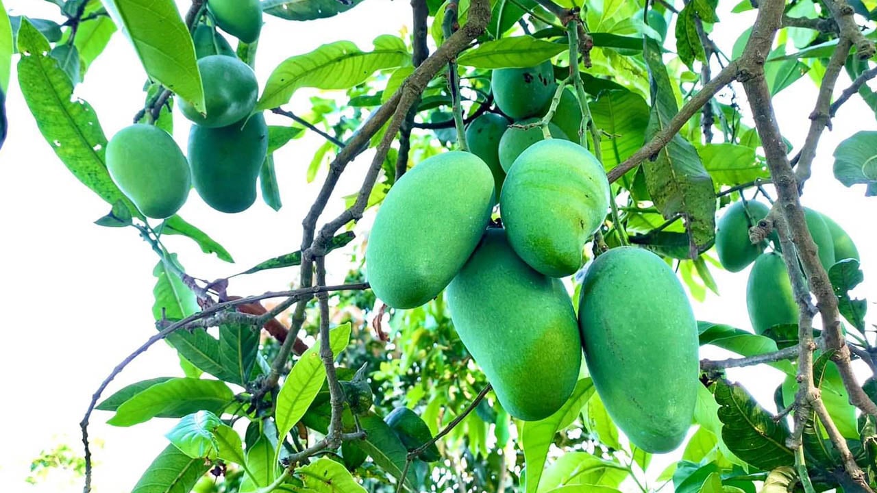 অপরিপক্ব আম ঠেকাতে রাজশাহীতে ‘ম্যাঙ্গো ক্যালেন্ডার’ প্রকাশ