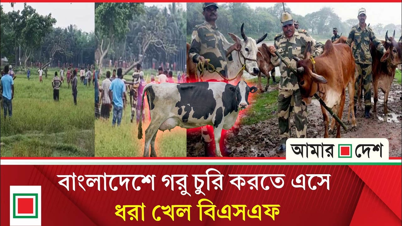 পাটগ্রাম সীমান্তে বিএসএফের গরু চুরির চেষ্টা রুখে দিল জনতা