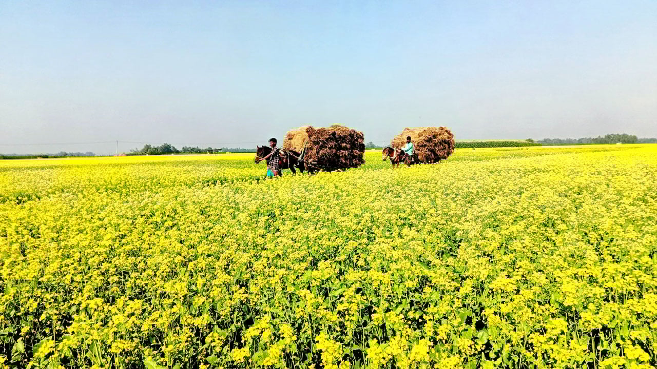 সরিষার চাষ লক্ষ্যমাত্রা ছাড়িয়েছে জামালপুরে, ভালো ফলনের আশা