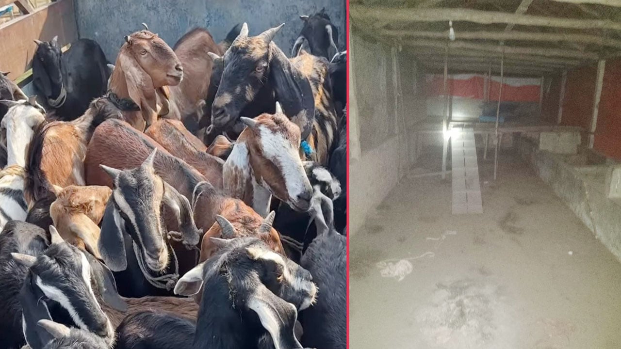 সিসিটিভি খুলে সাবেক শিবির নেতার খামার থেকে ৪০টি ছাগল লুট