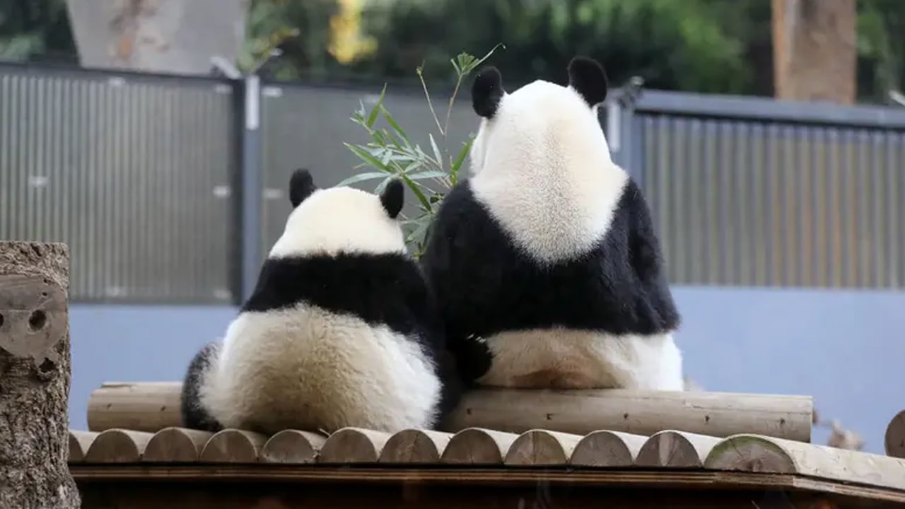 ৫০ বছর পর পান্ডাশূন্য হচ্ছে জাপান, বিদায় নিচ্ছে শেষ যমজ পান্ডা