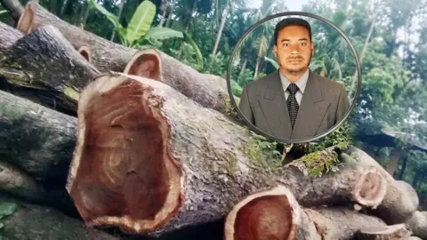 সরকারি ৪০০ গাছ কাটলেন যুবদল নেতা, কাঠ মজুদ শ্রমিক লীগ নেতার করাতকলে