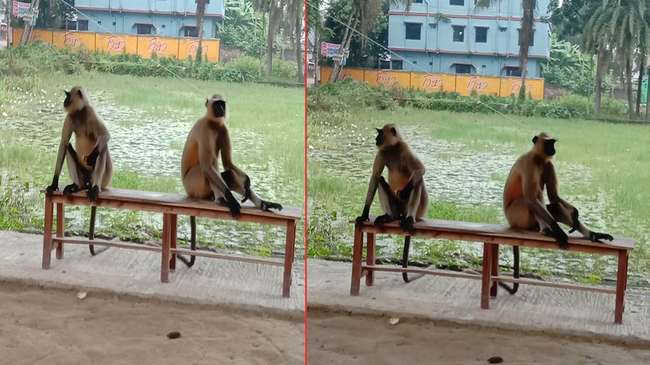 খাবারের অভাবে লোকালয়ে হনুমান, জনমনে আতঙ্ক