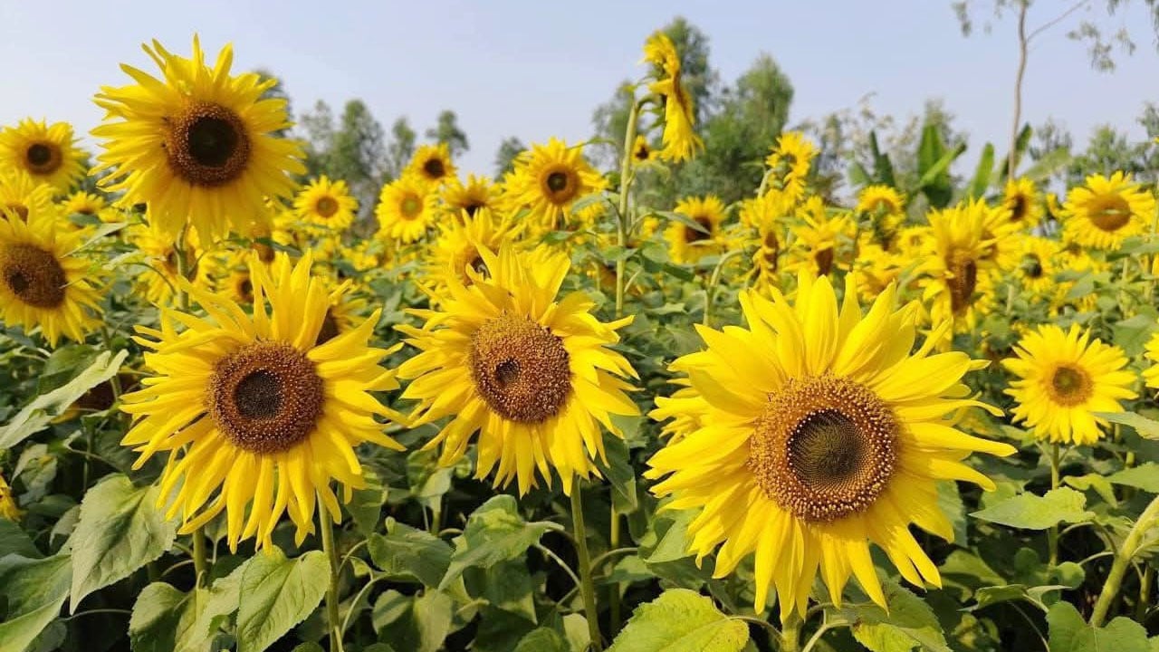 তিস্তার চরে তামাকের বদলে সূর্যমুখী, কৃষকের নতুন স্বপ্নের ‘হলুদ গালিচা’
