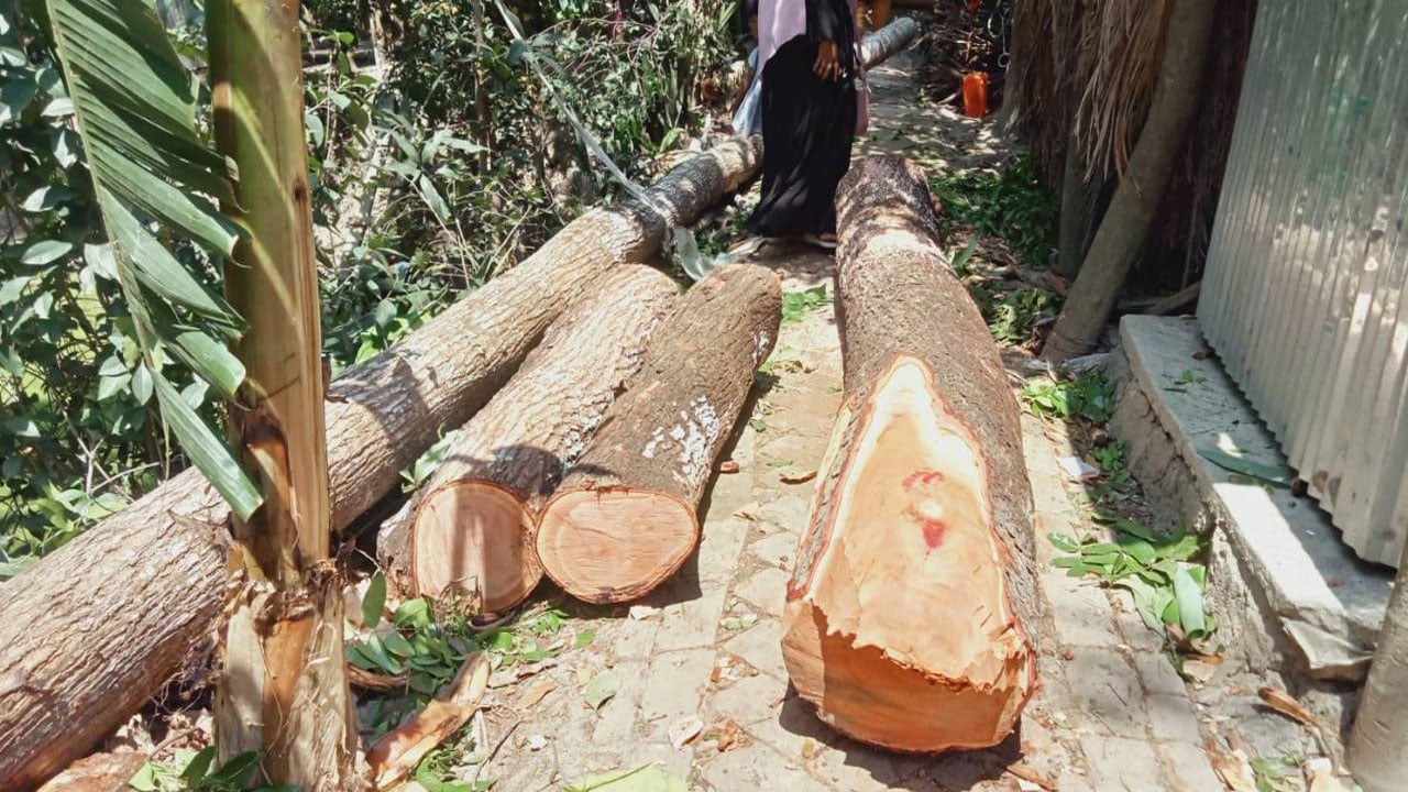 ইউনিয়ন পরিষদের গাছ কেটে নেয়ার অভিযোগ যুবলীগ নেতার বিরুদ্ধে
