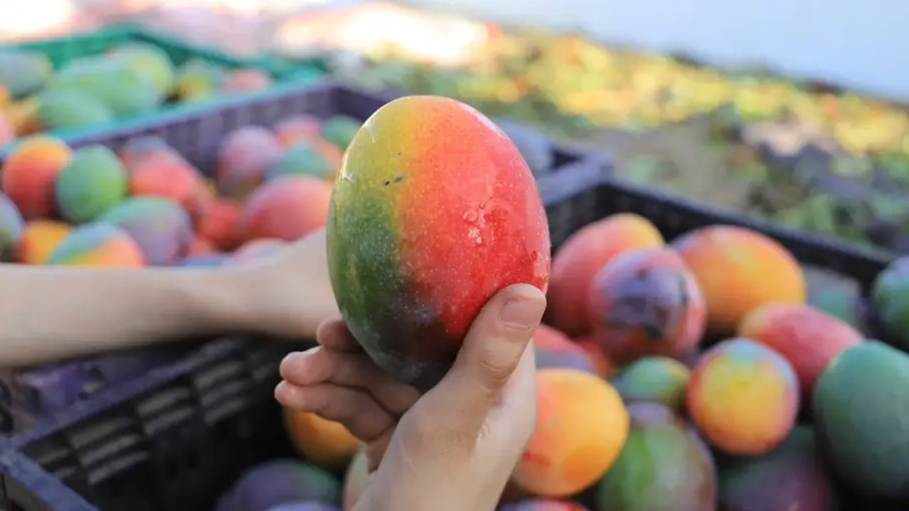 ধসে পড়ছে কৃষি রপ্তানি, তারপরেও গাজায় ফল বেচবে না ইসরাইলি কৃষক