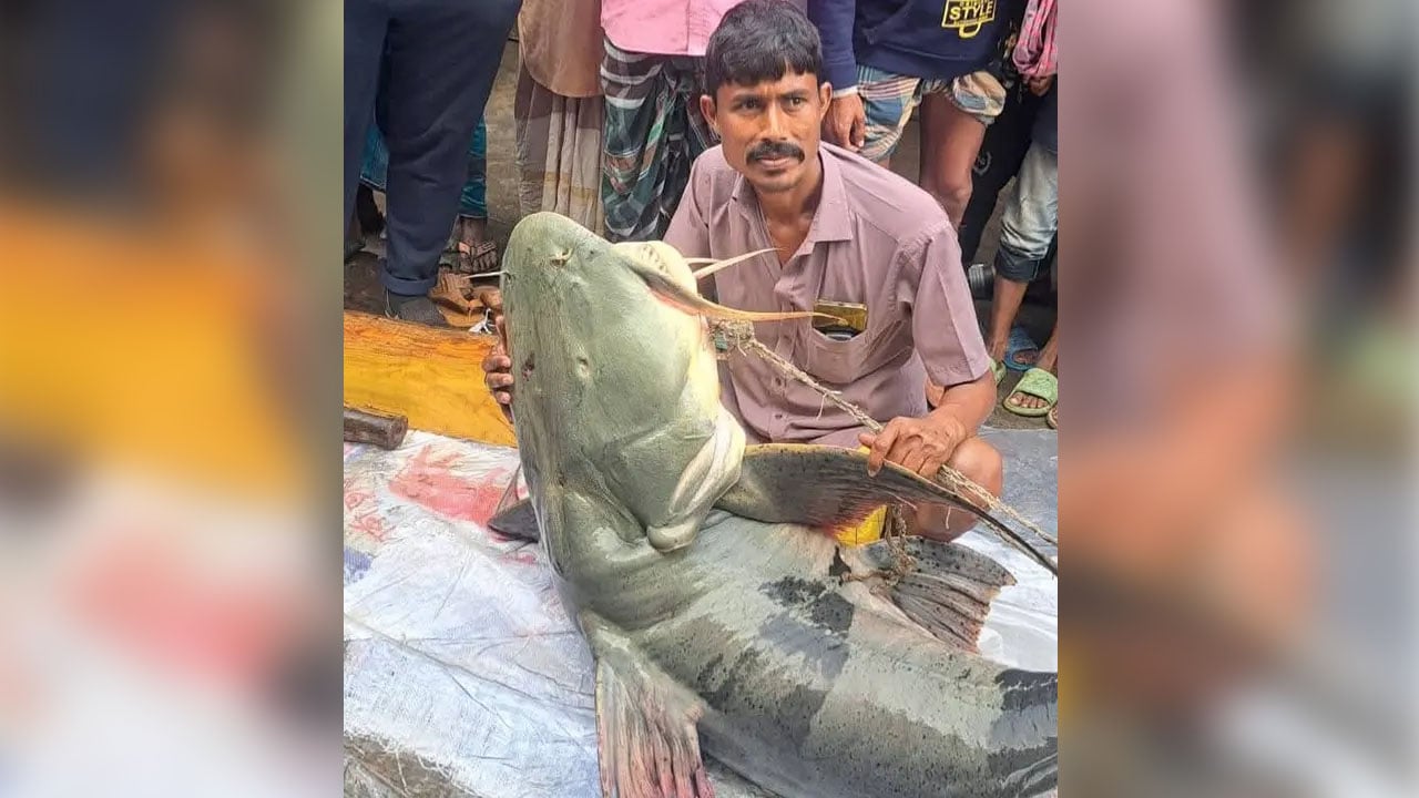ব্রহ্মপুত্রে ধরা পড়ল ৯০ কেজির বাঘাইড়, লাখ টাকায় বিক্রি