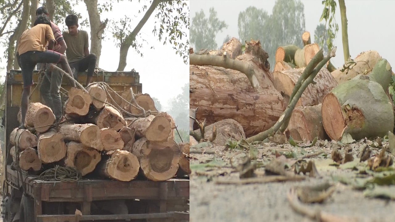 সড়ক প্রশস্তকরণের নামে পাঁচ শতাধিক অর্জুন গাছ কর্তন