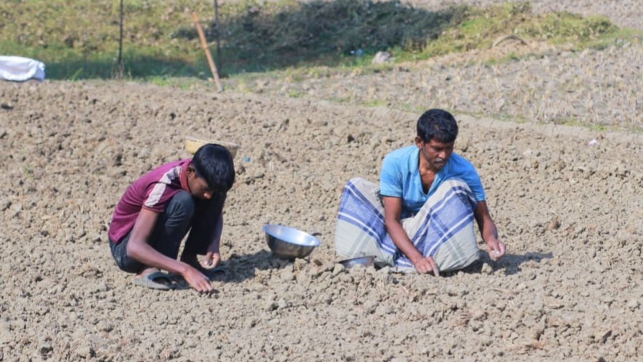 পেঁয়াজ–রসুনের চাষে আশার বীজ বুনলেও সার সংকটে দুশ্চিন্তায় কৃষক