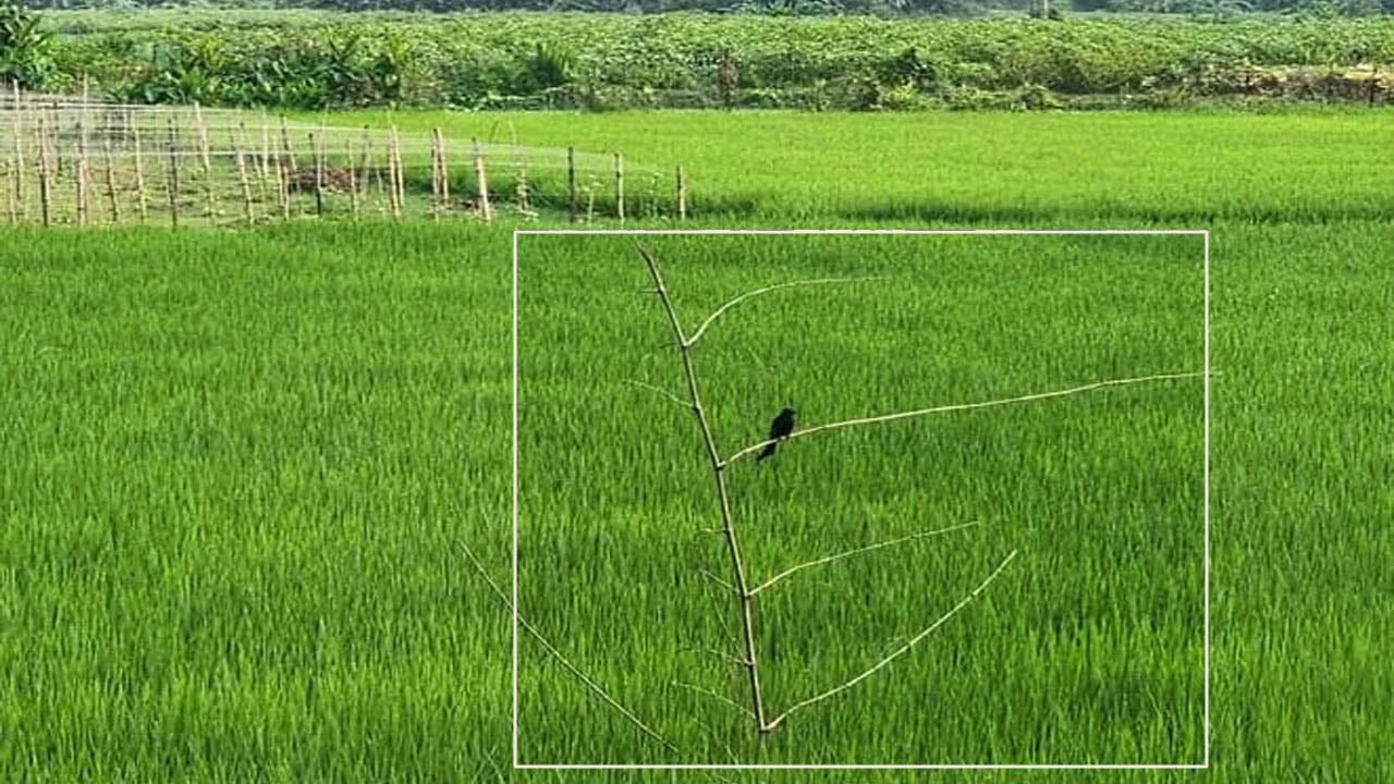 ক্ষতিকারক পোকা দমনে পার্চিং পদ্ধতির ব্যবহার বাড়ছে