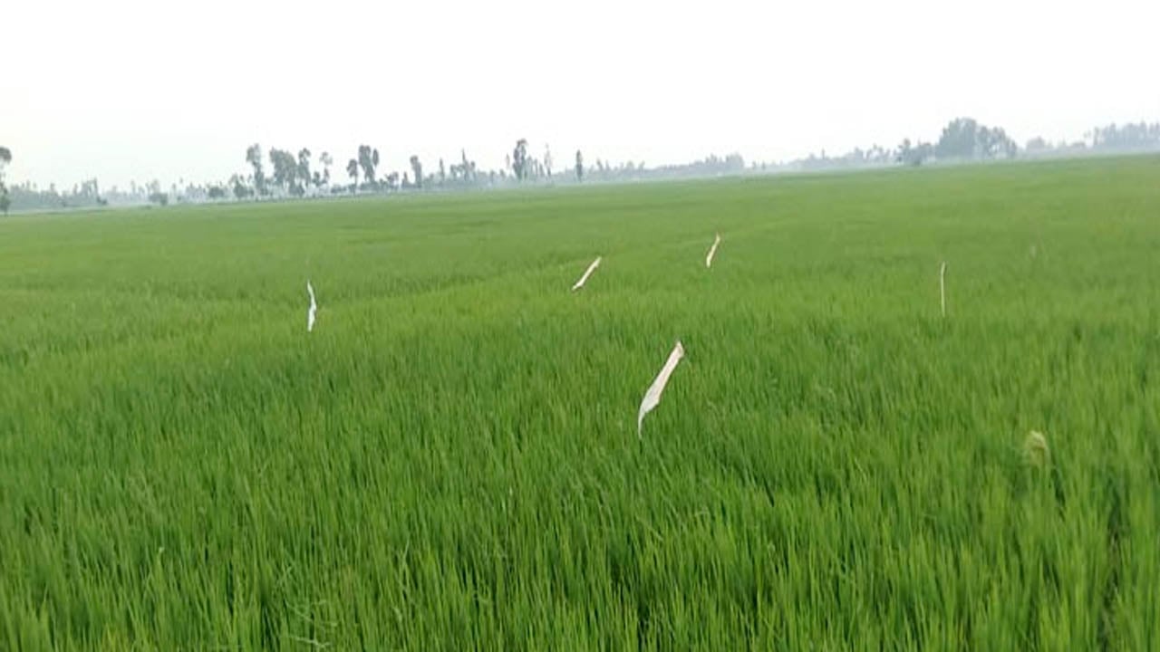 Amardesh_Parching