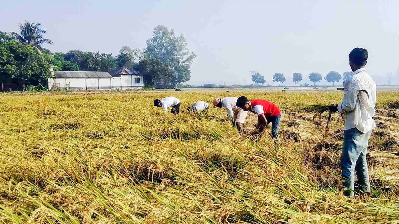 ধান কাটা-মাড়াইয়ে ব্যস্ত কৃষক, বাম্পার ফলনের আশা