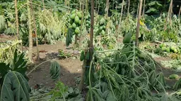 পীরগাছায় পেঁপে গাছের সঙ্গে এ কেমন শত্রুতা!
