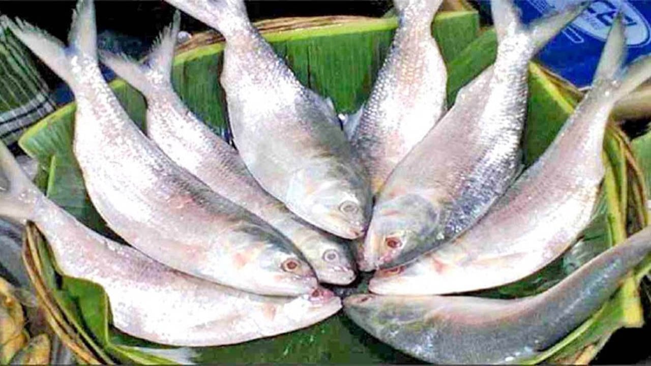 মা ইলিশের রমরমা ব্যবসা