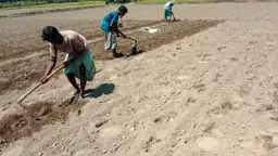 ভাগ্য বদলাতে আগাম আলু চাষ
