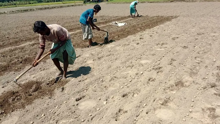 ভাগ্য বদলাতে আগাম আলু চাষ
