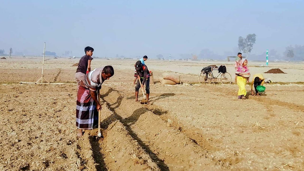 লোকসানের শঙ্কা, আলু চাষে আগ্রহ হারাচ্ছে কৃষক