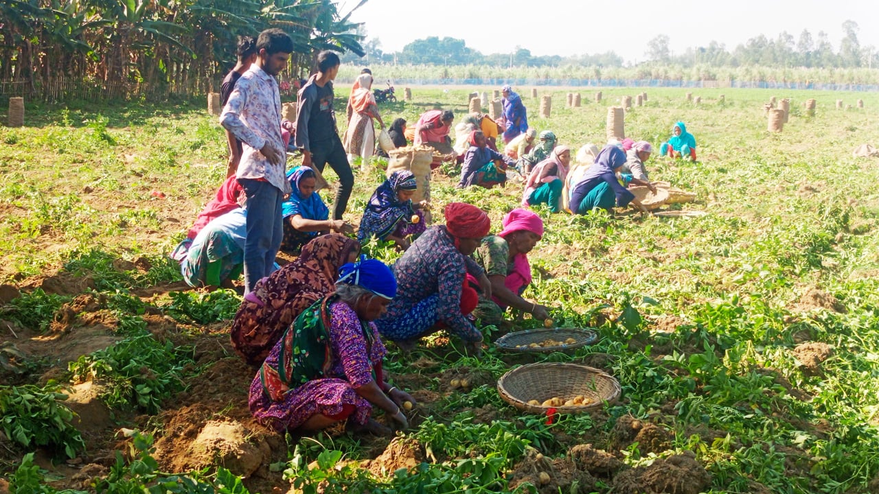 আগাম আলু উত্তোলন শুরু, দাম নিয়ে শঙ্কা