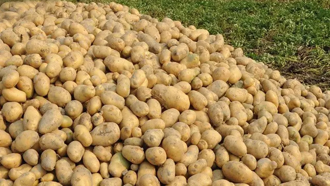 আলুর দাম ৮ টাকা, ন্যায্যমূল্যের অপেক্ষায় কৃষক