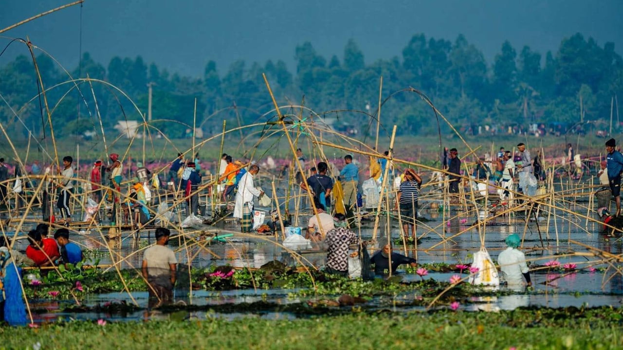 চলনবিলে বাউত উৎসবে মেতেছে শৌখিন মৎস্য শিকারিরা