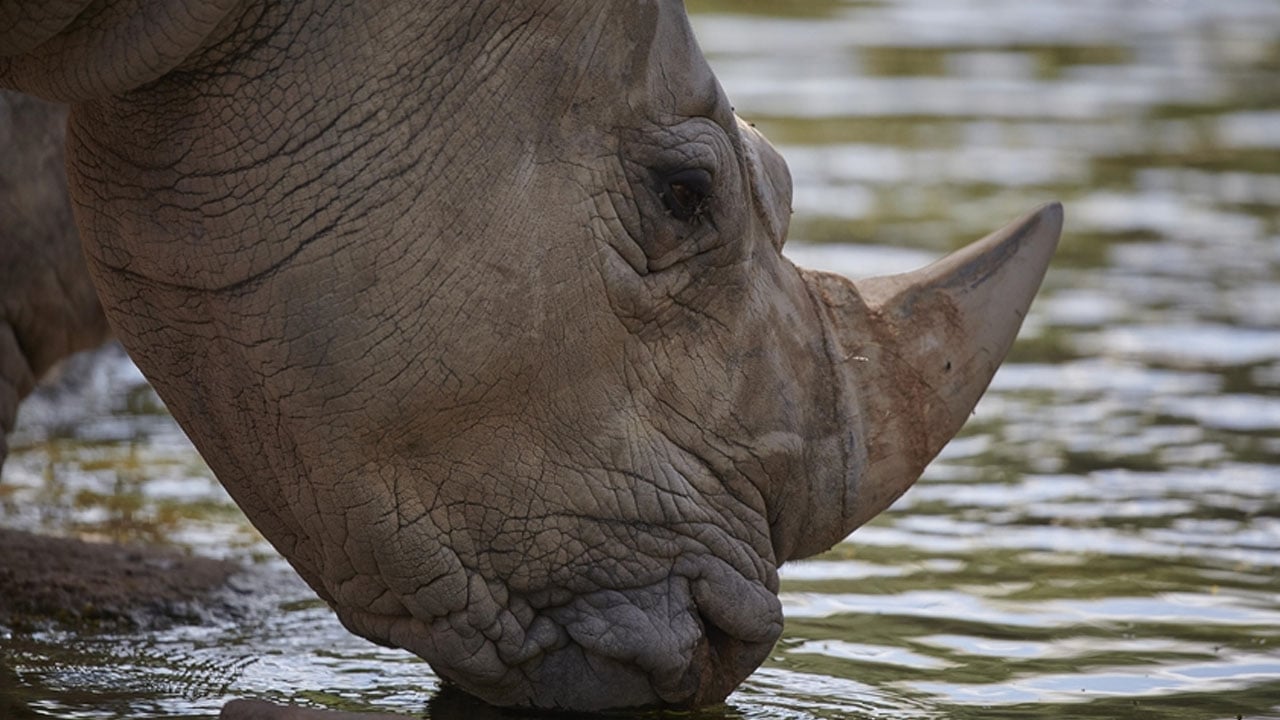 সিঙ্গাপুরে ৮ লাখ ডলারেরও বেশি মূল্যের গন্ডারের শিং জব্দ
